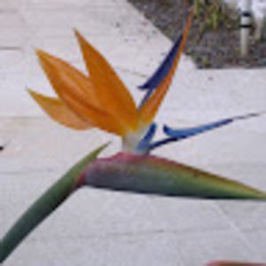 Meet your Posher, Dan & amy